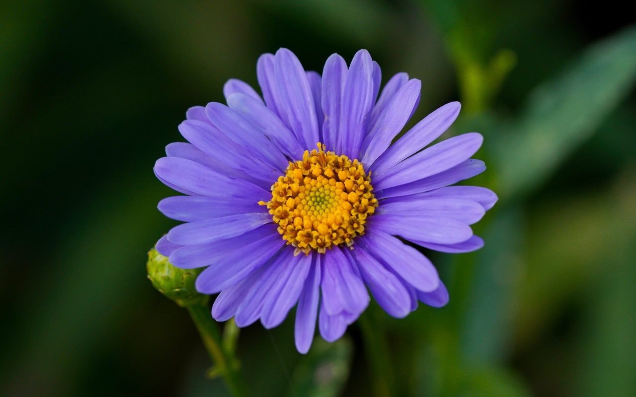 Фиолетовый цветок садовой астры