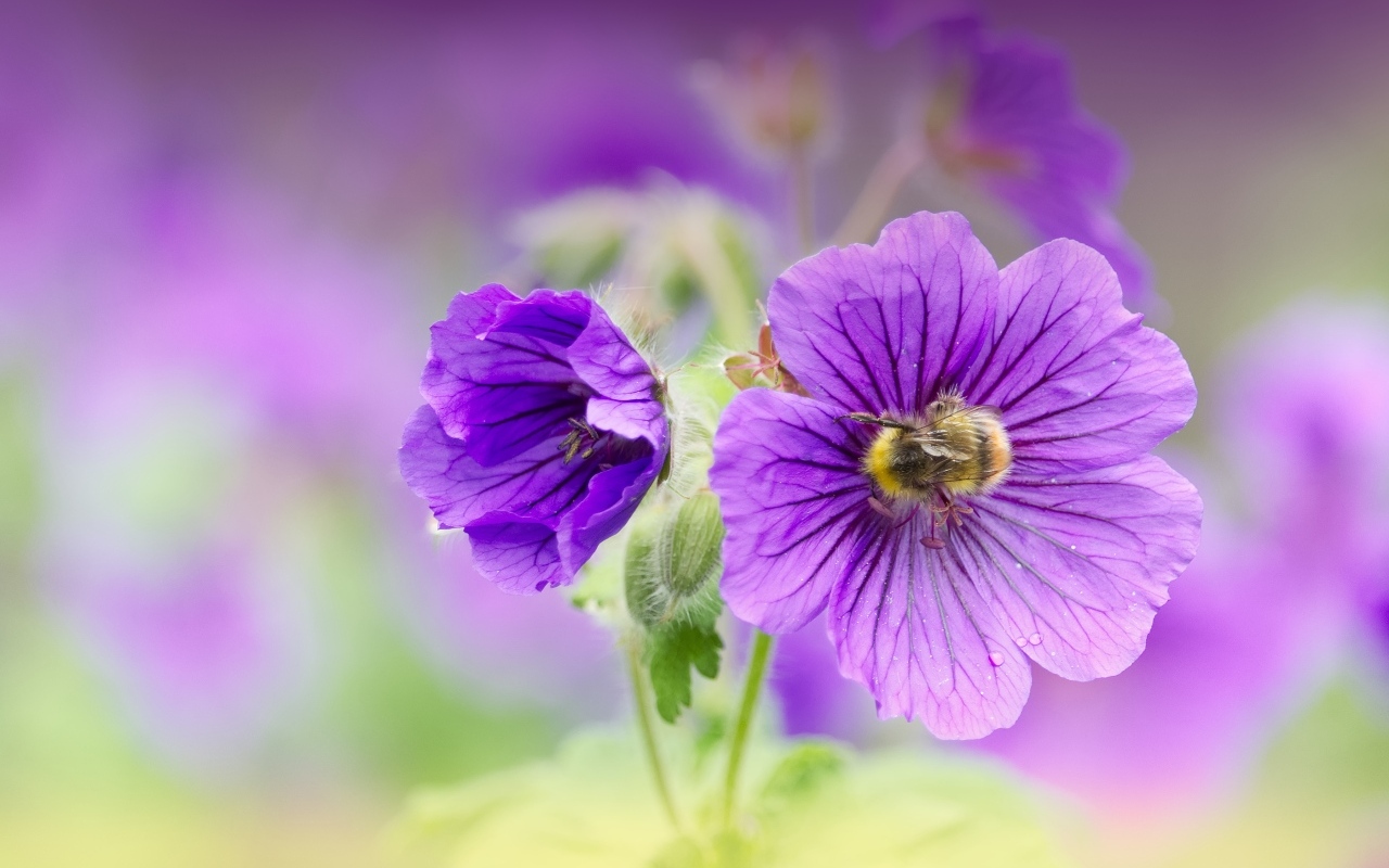 Фиолетовые цветы мальвы вблизи