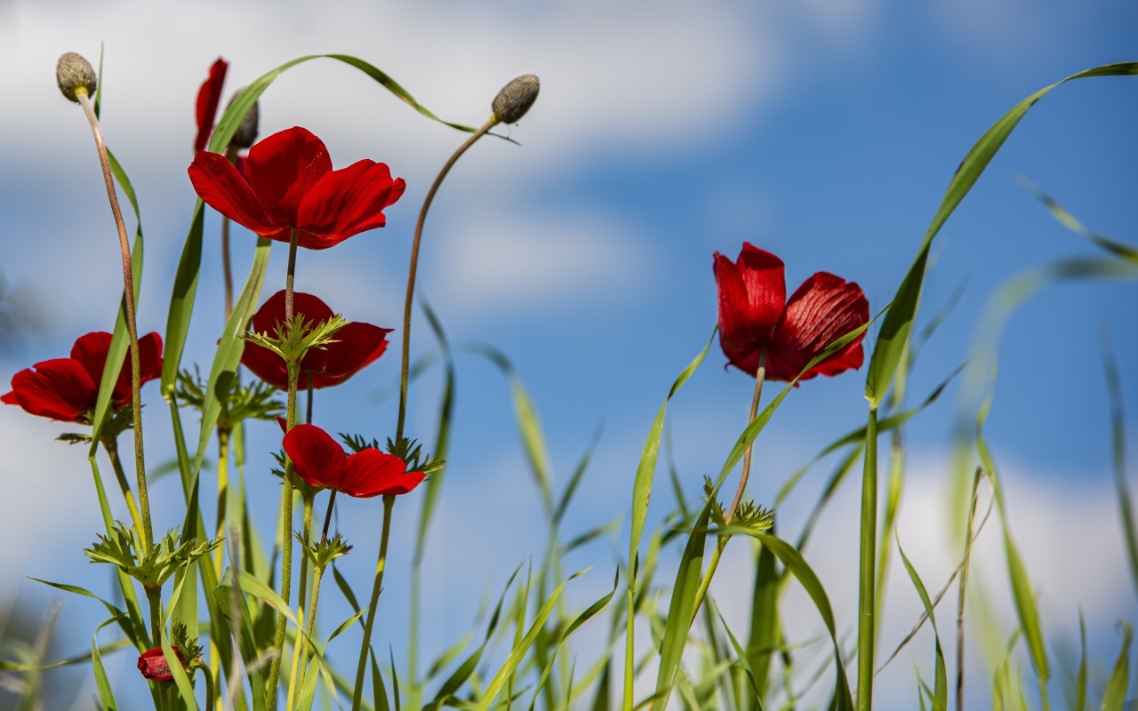 Красные цветы анемоны на поле под голубым небом