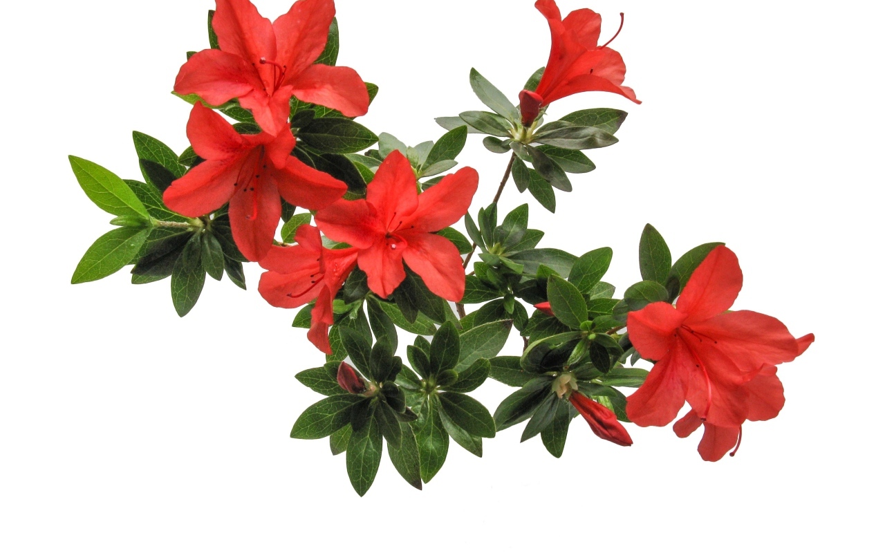 Красные цветы азалия на белом фоне