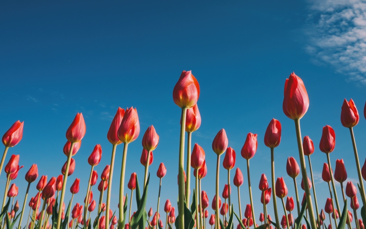 Красные красивые тюльпаны под голубым небом 