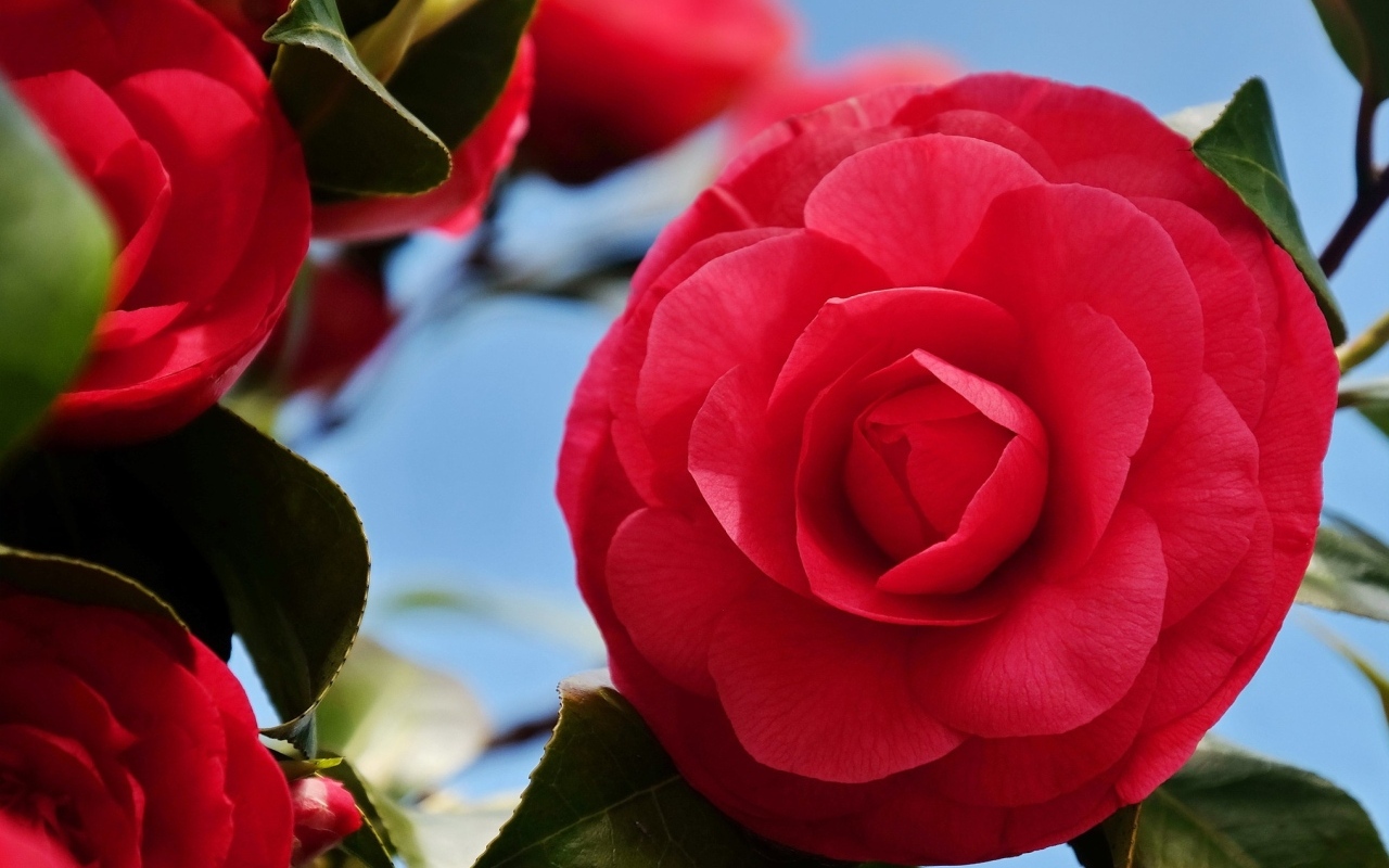 Красные цветы камелии крупным планом