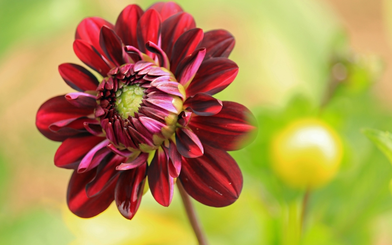 Красный цветок георгина крупным планом