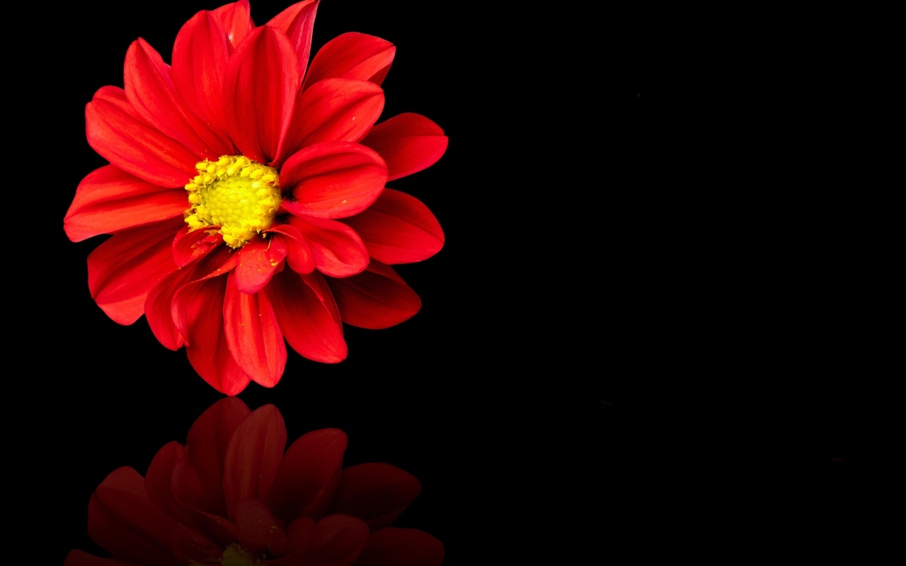 Красный цветок георгина на черном фоне