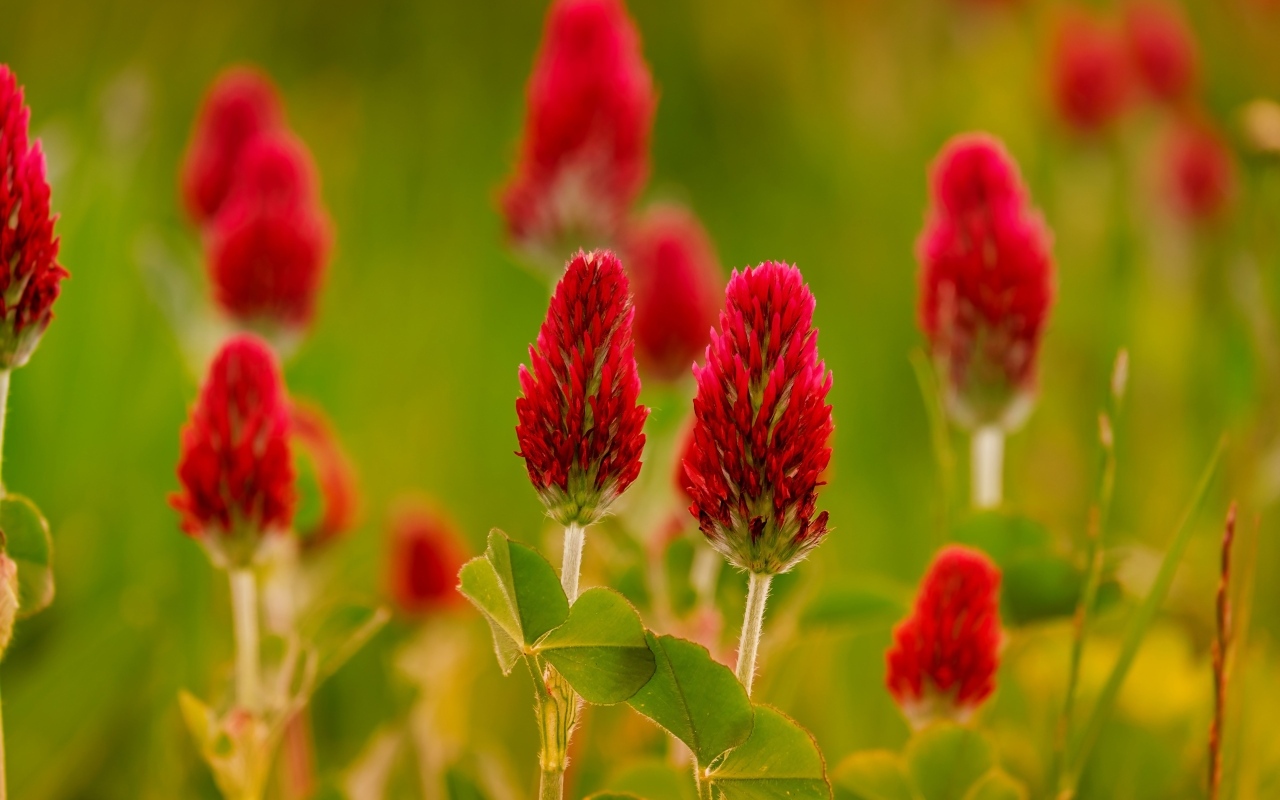 Красные цветы полевого клевера