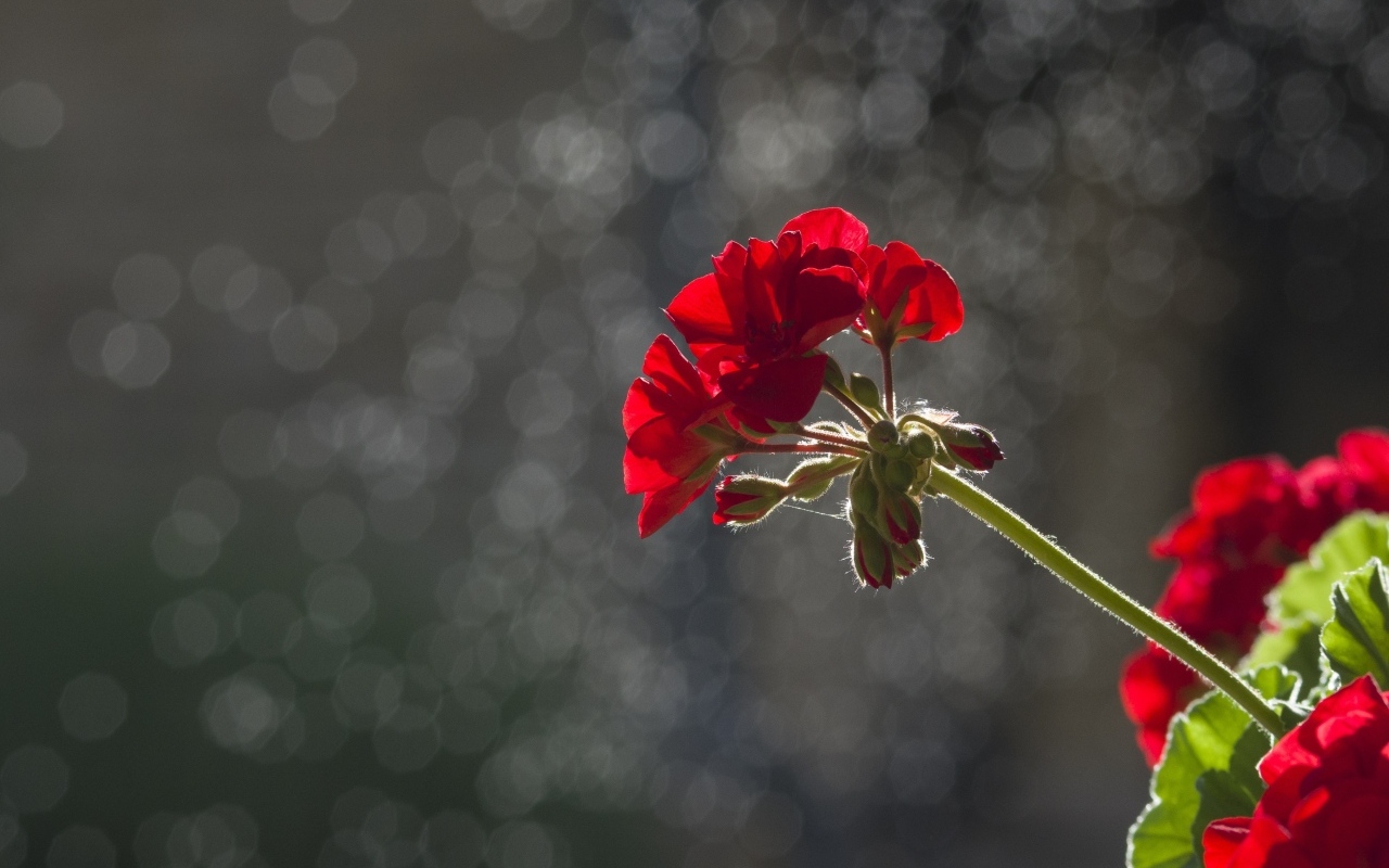 Красный цветок герани в лучах солнца