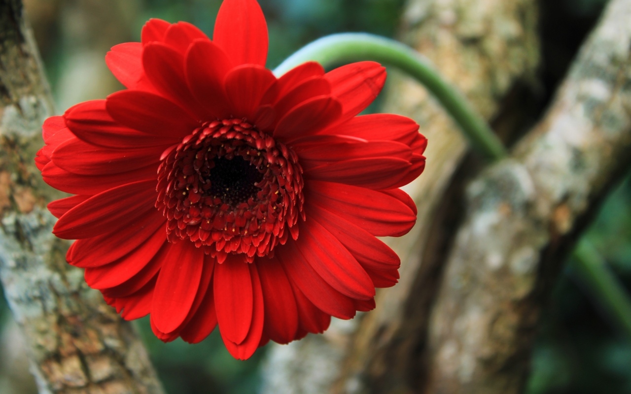 Красный цветок герберы на дереве