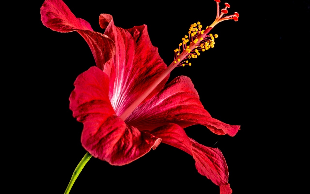 Красный цветок гибискуса на черном фоне