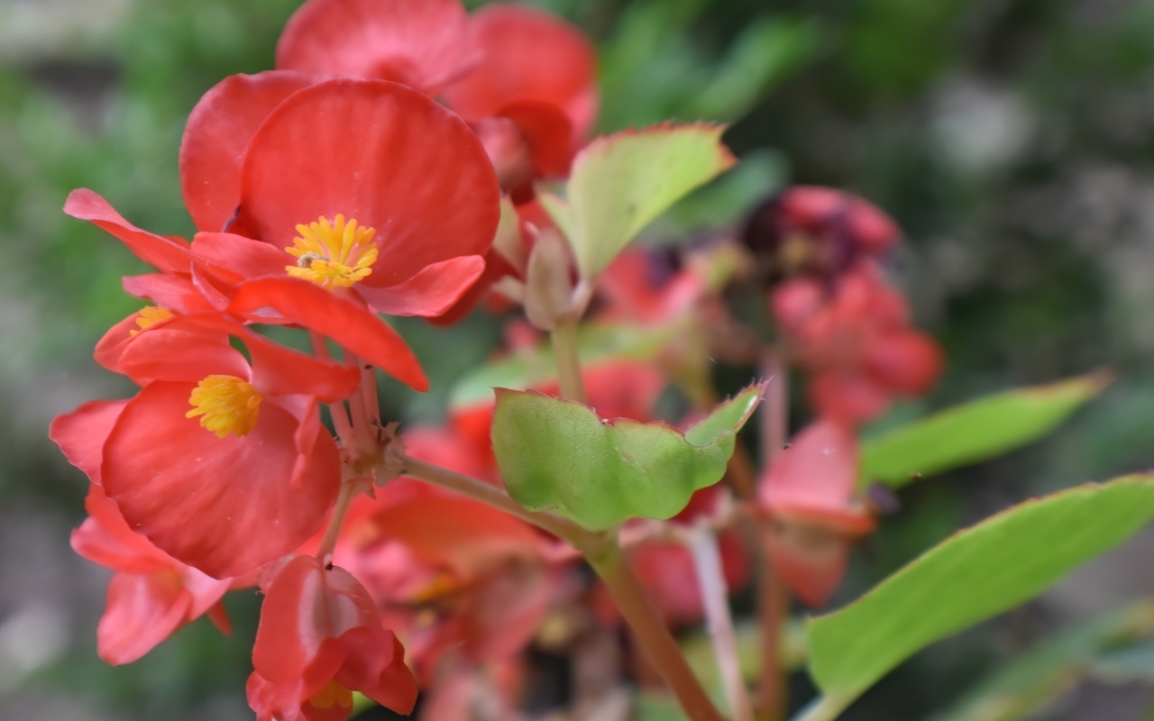 Красные комнатные цветы бегония