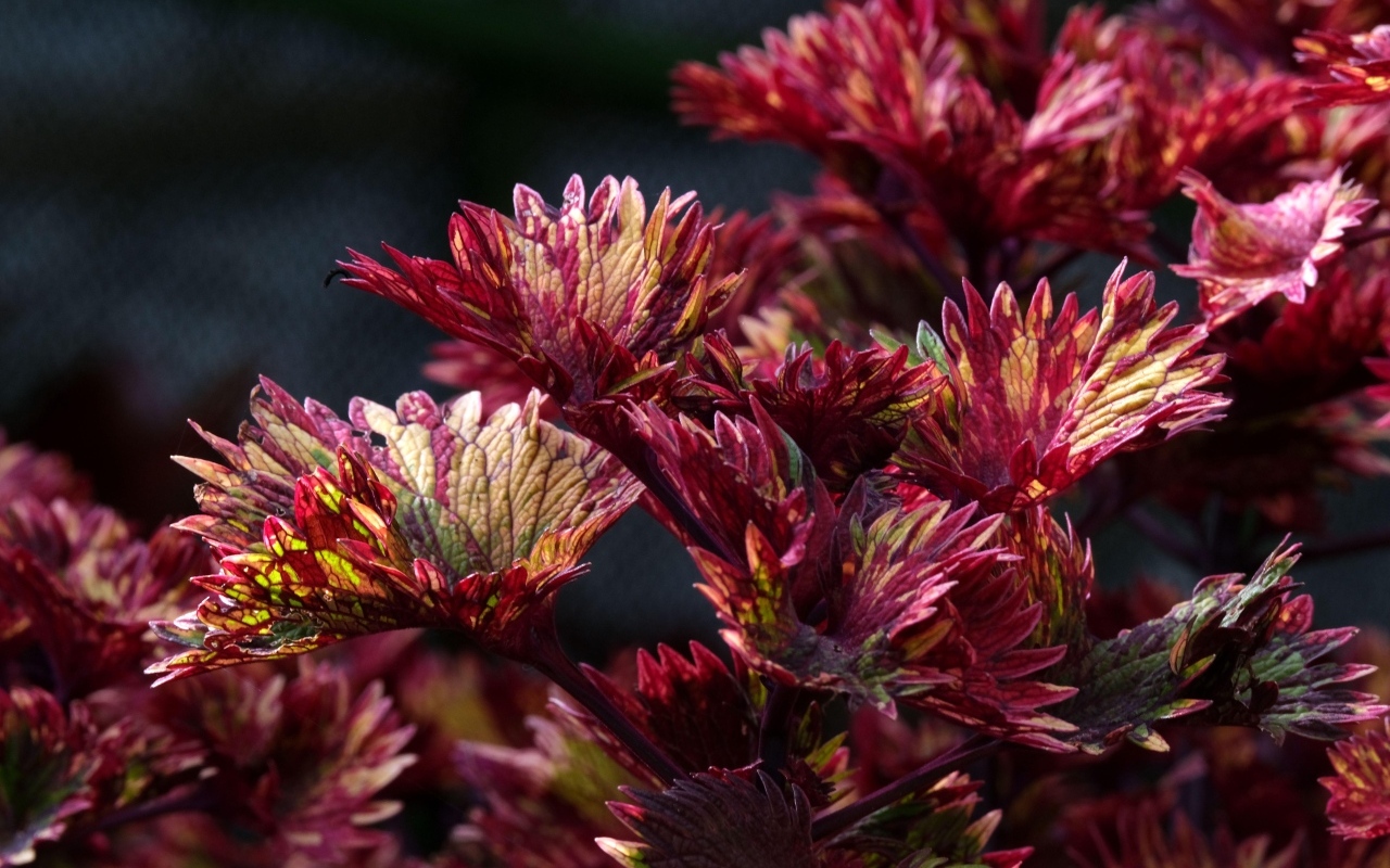 Красные листья цветка колеус