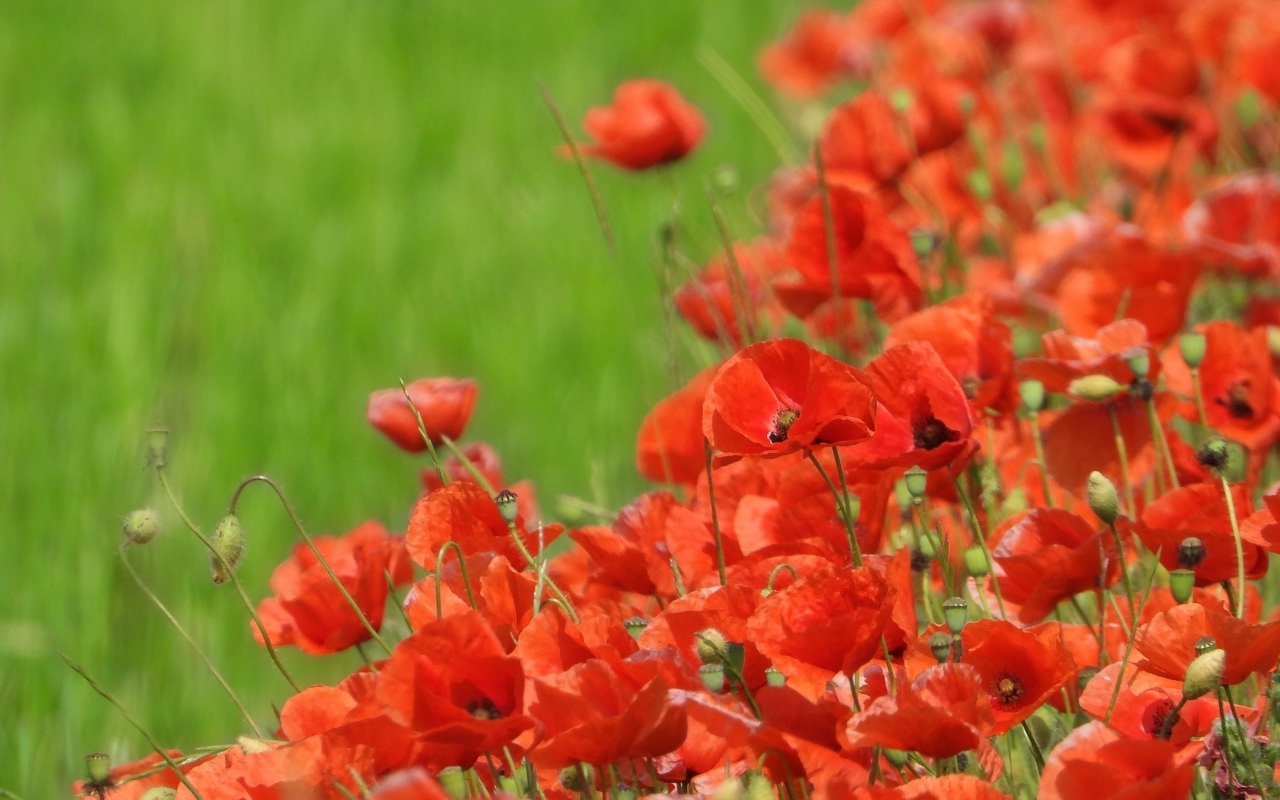 Красные маки на поле в зеленой траве летом