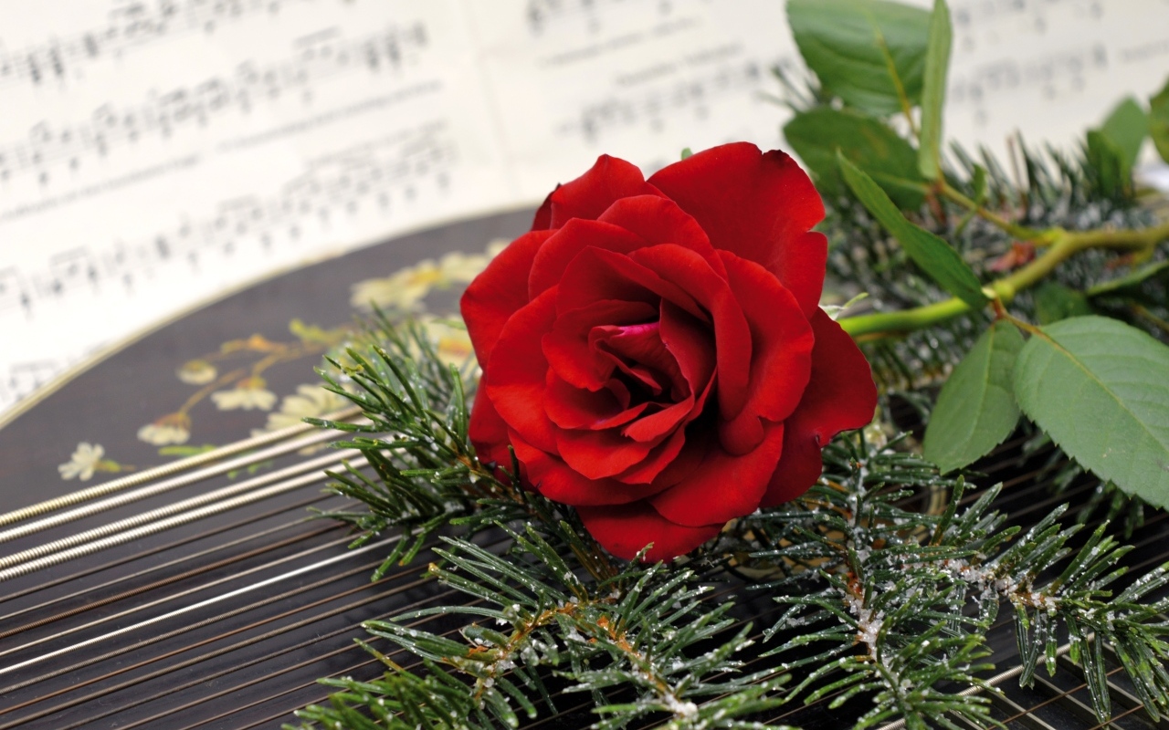 Красная роза с еловыми ветками на нотах 