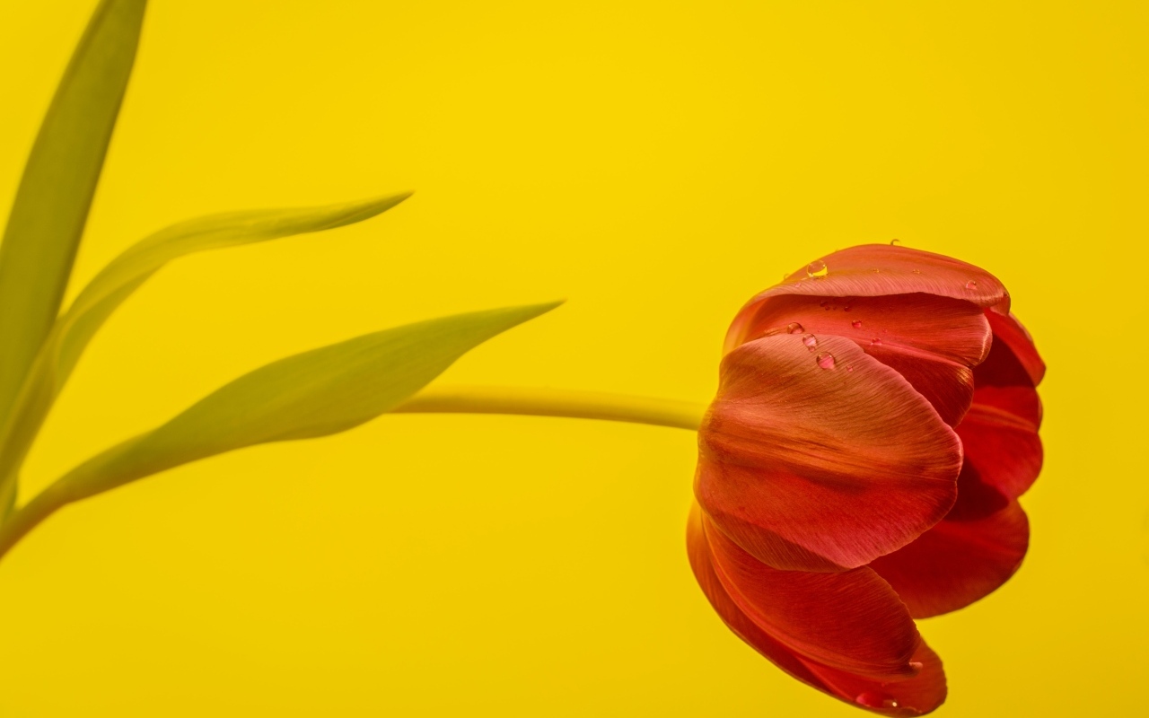 Красный тюльпан на желтом фоне