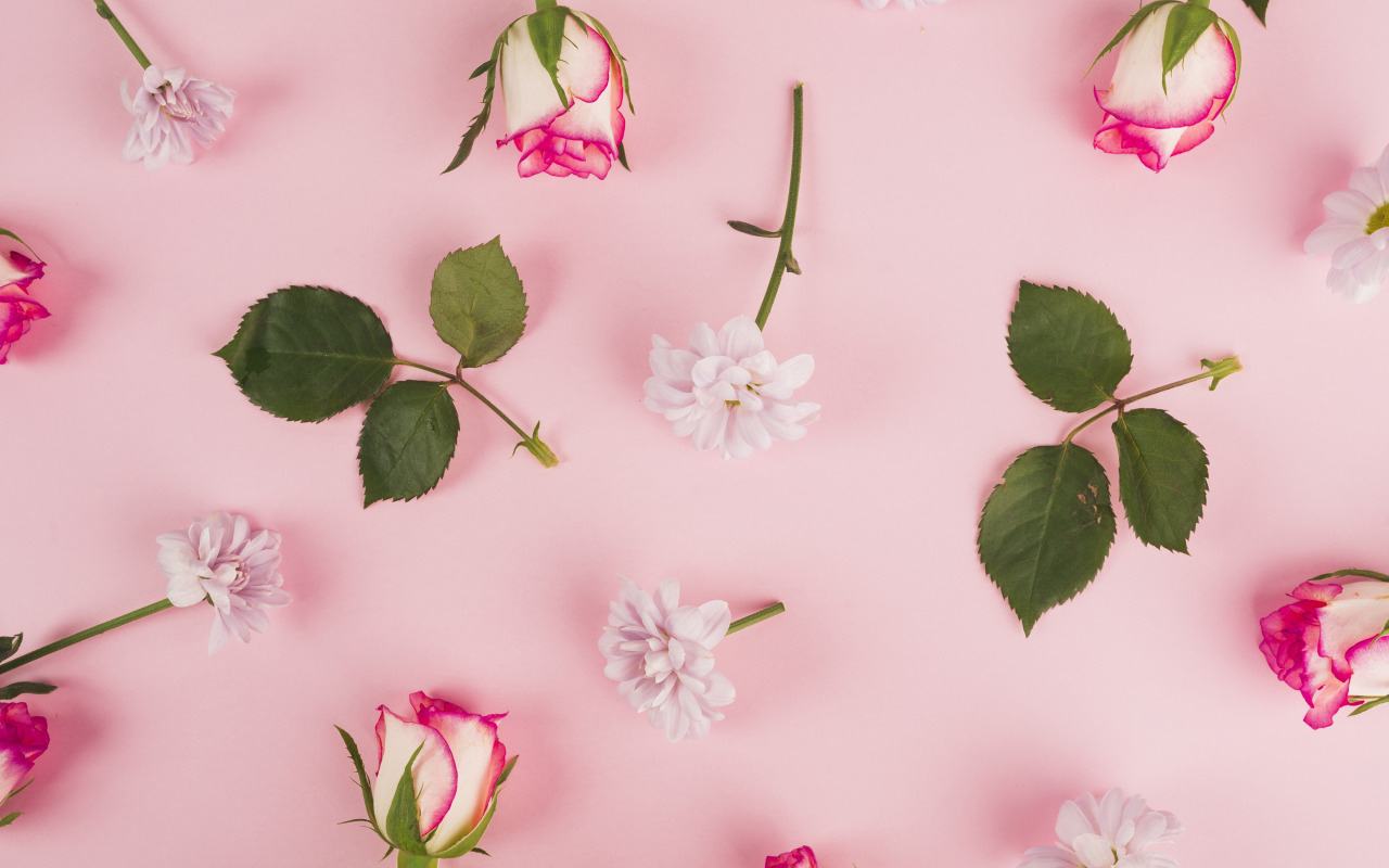 Розы с листьями и цветами хризантемы на розовом фоне