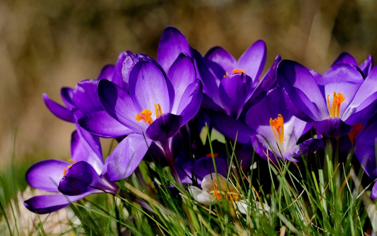 Маленькие сиреневые крокусы в зеленой траве