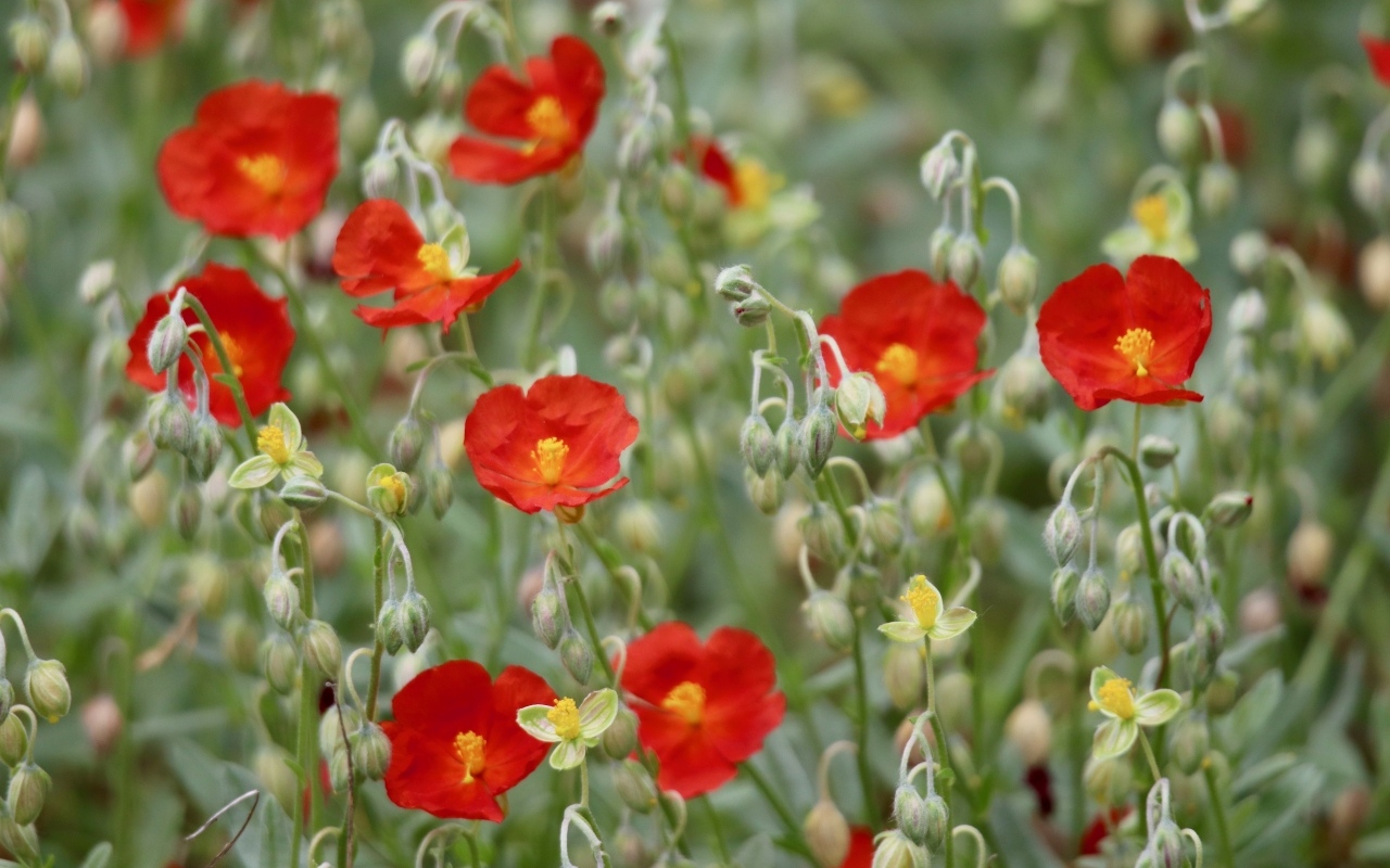 Маленькие красные цветы с бутонами крупным планом