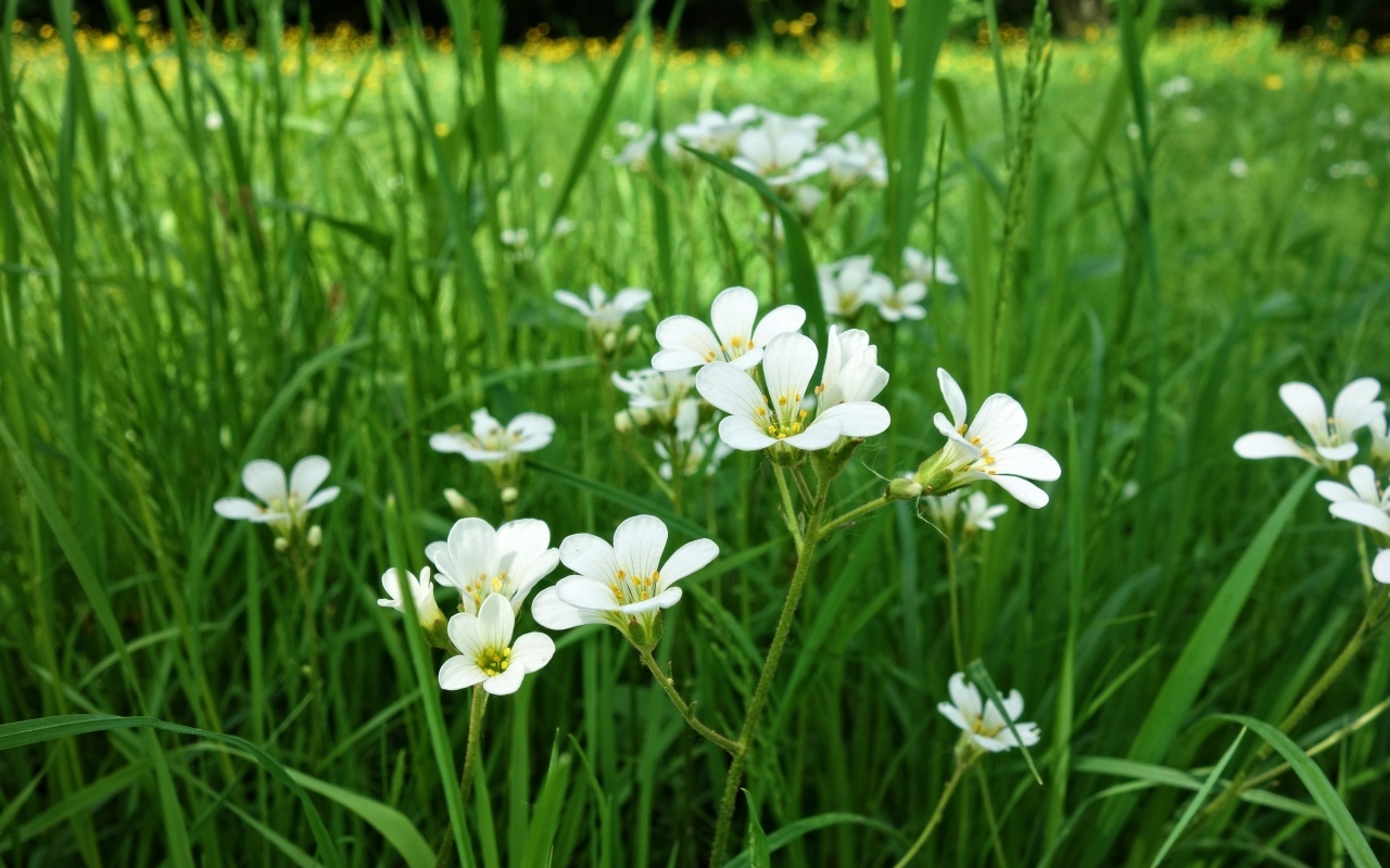 Маленькие белые цветы крестовик в зеленой траве
