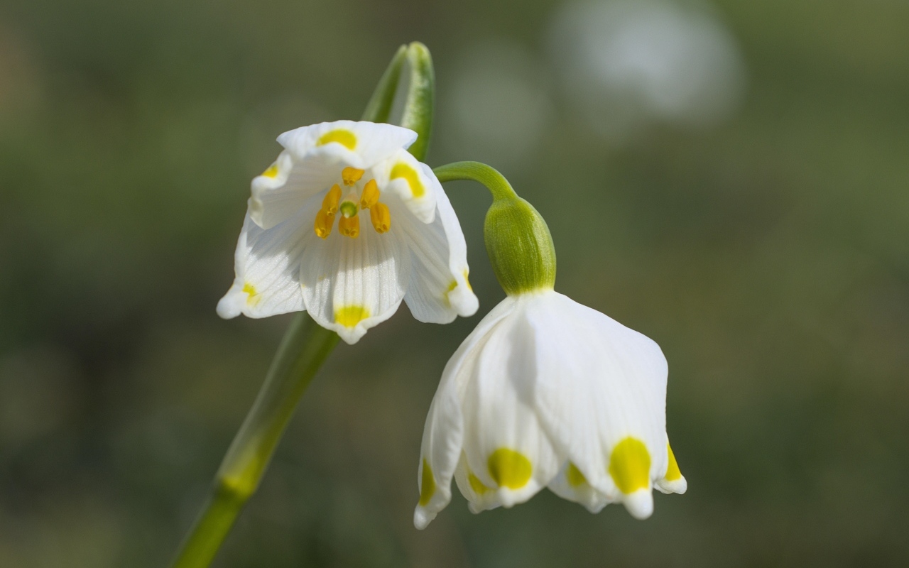 Маленькие белые весенние цветы