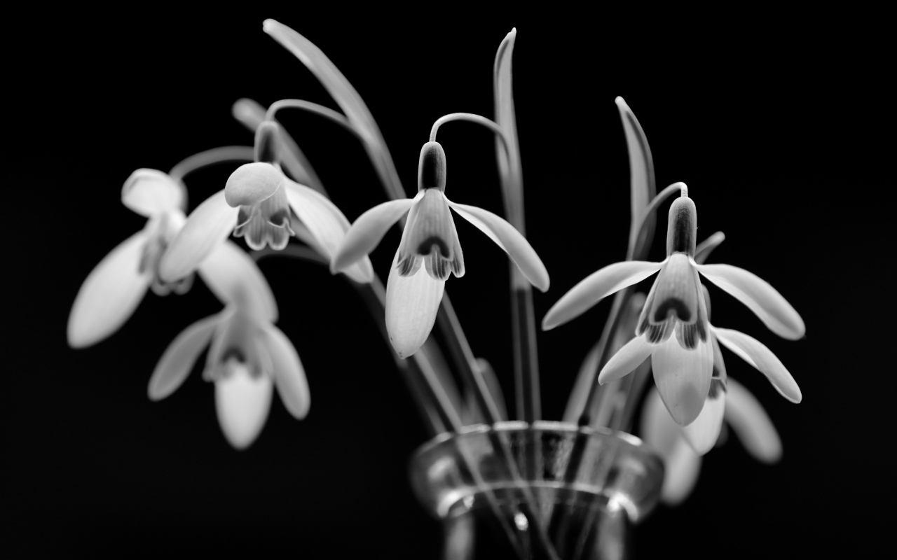 Подснежники в стеклянной вазе черно-белое фото