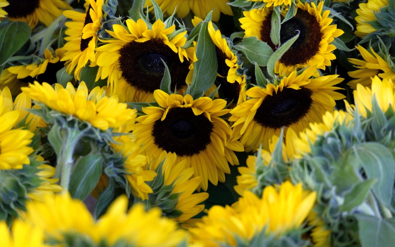 Подсолнухи цветут на поле летом