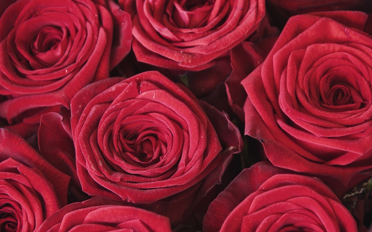 Махровые цветы красной розы