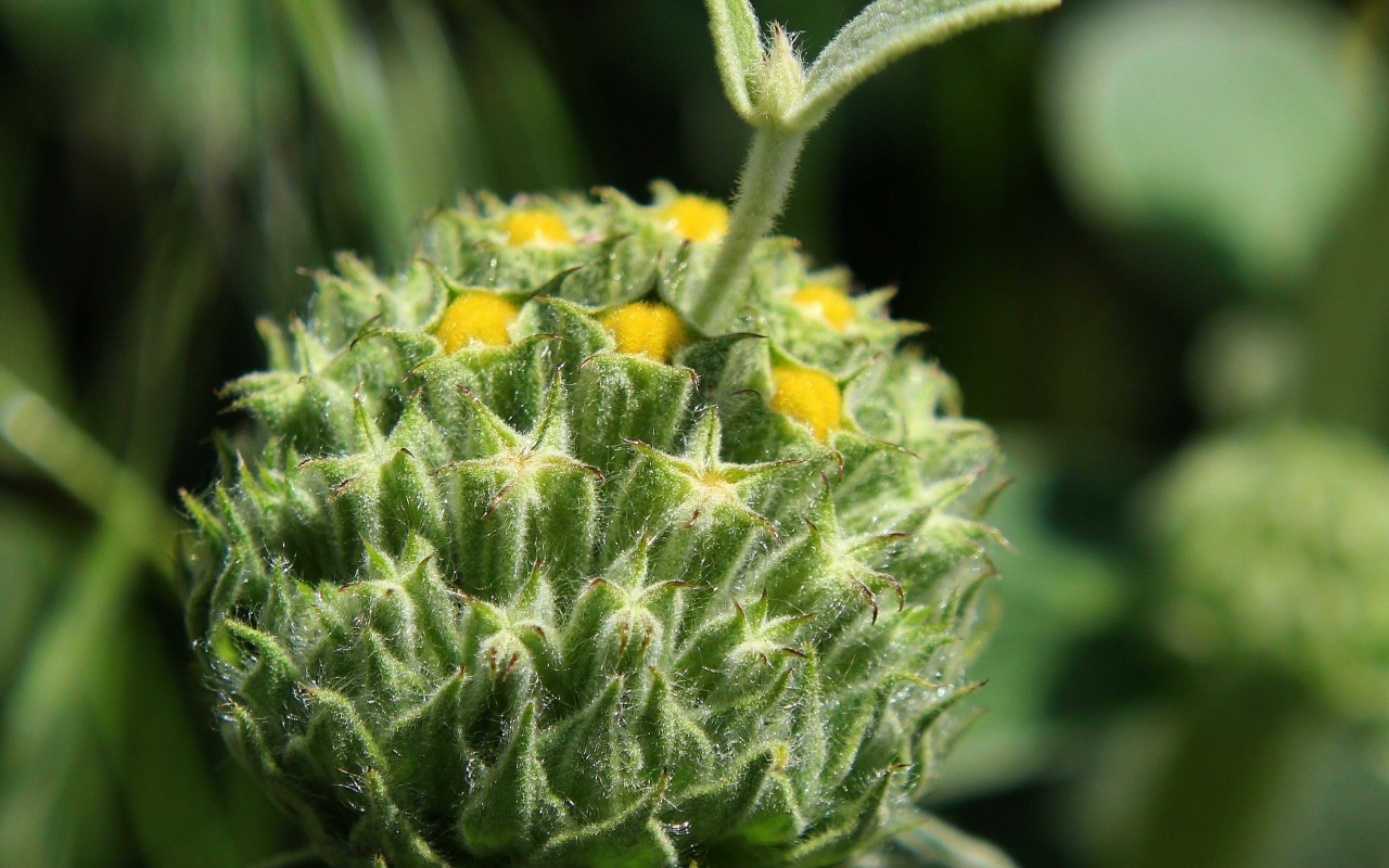 Зеленый бутон цветка распускается 
