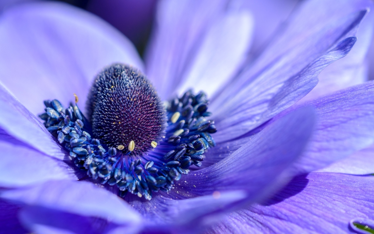 Серединка красивого цветка анемоны