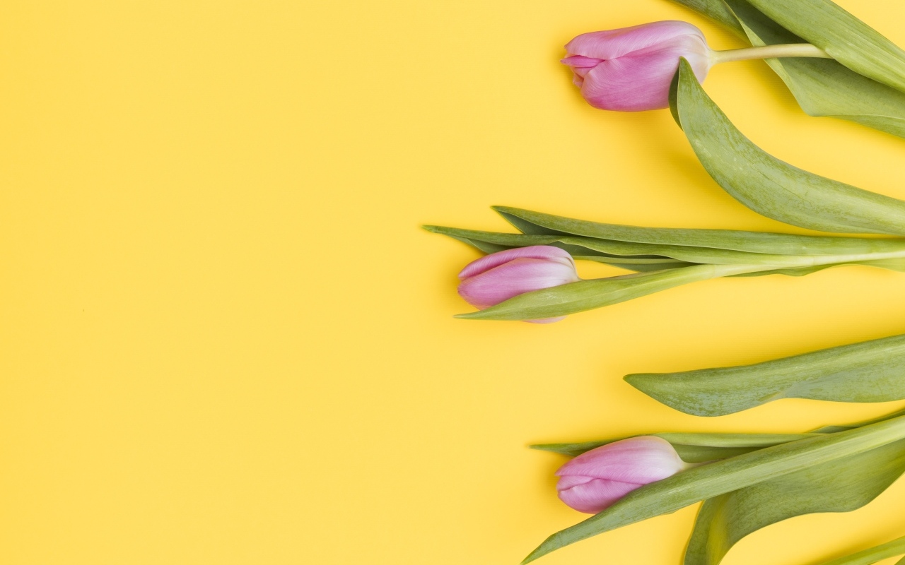 Три розовых тюльпана на желтом фоне