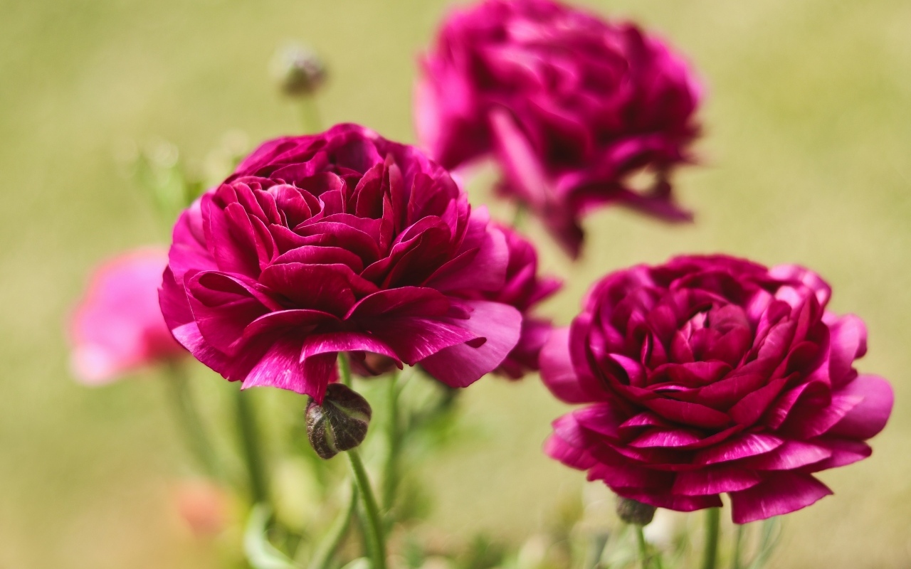 Три красных цветка лютика с бутонами