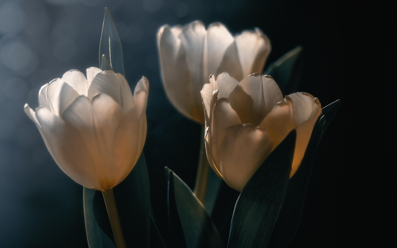 Три белых тюльпана с зелеными листьями  на черном фоне