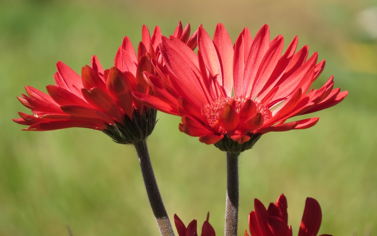Два красивых красных цветка крупным планом