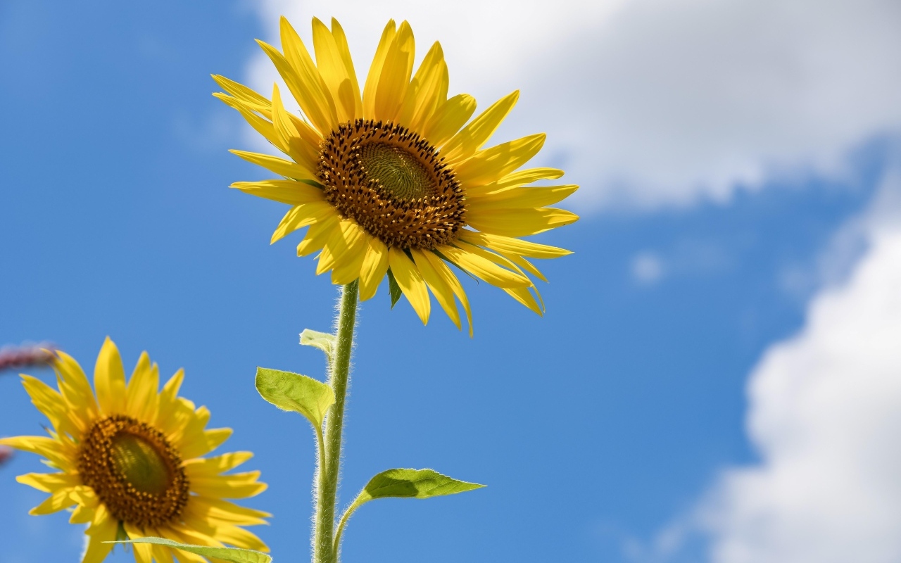 Два красивых желтых подсолнуха на фоне голубого неба 