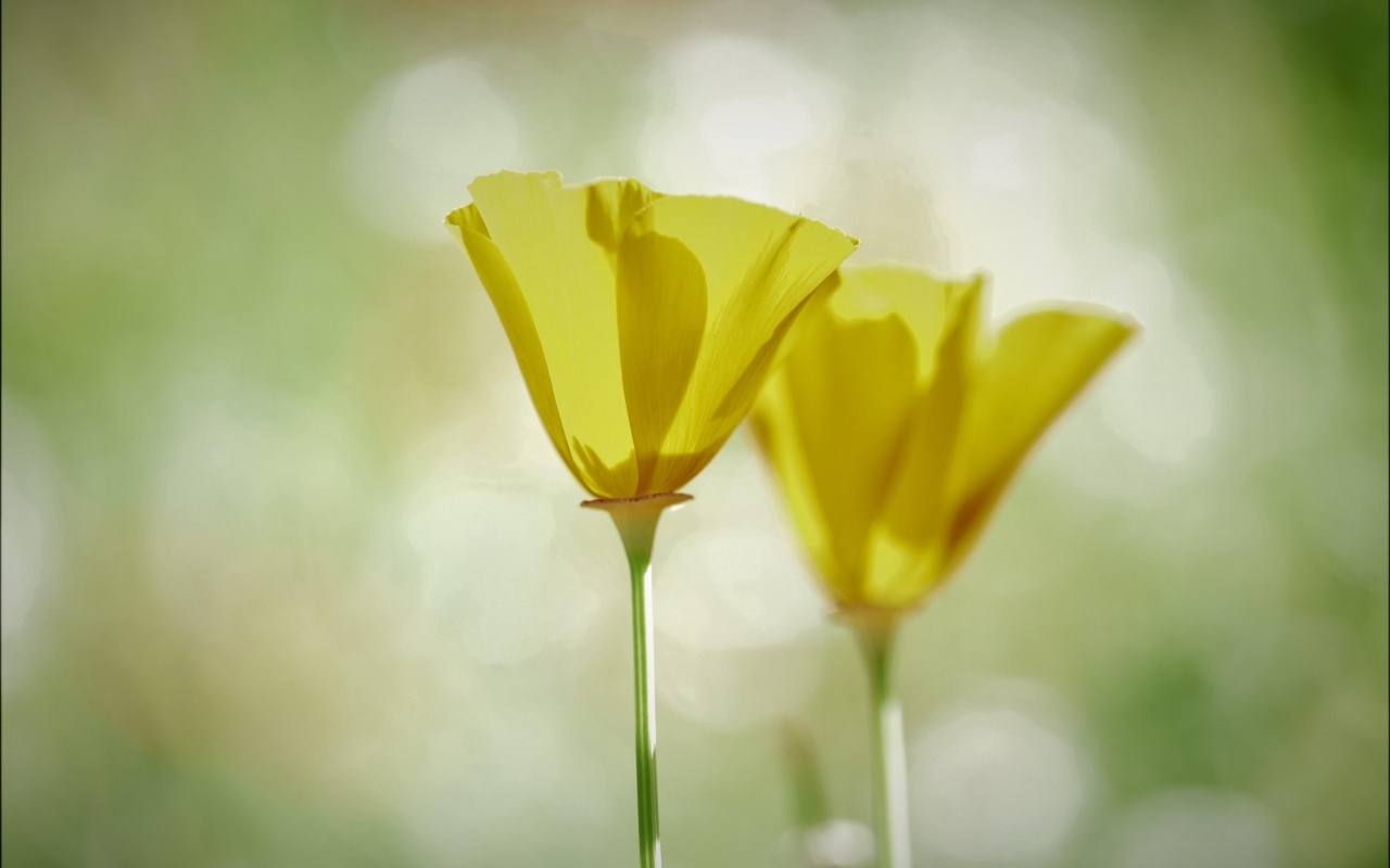 Два нежных желтых цветка эшшольции 