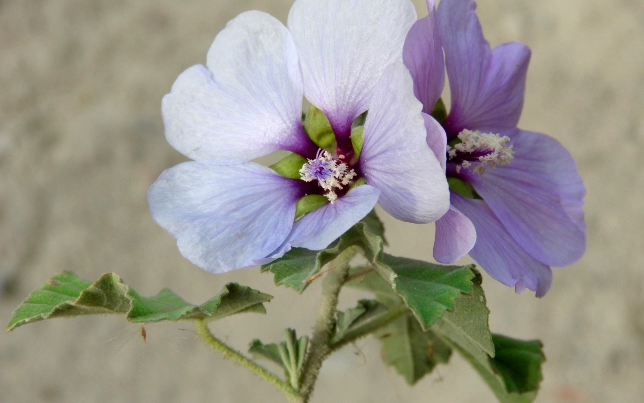 Два сиреневых цветка гибискуса крупным планом