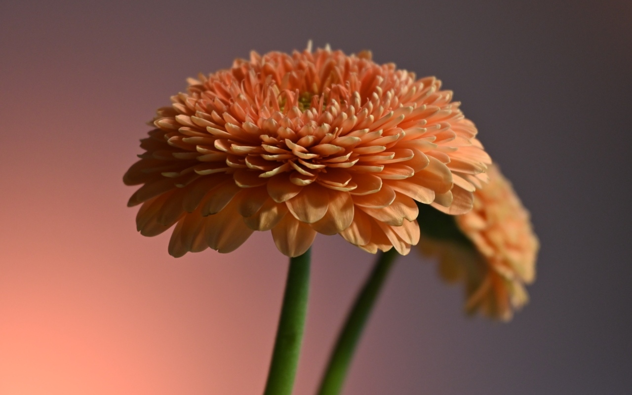 Два пышных цветка герберы крупным планом