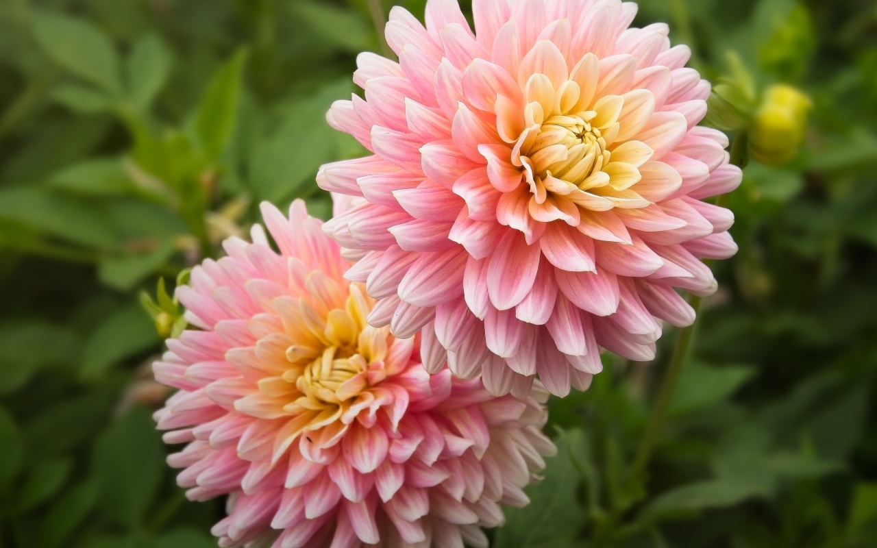 Два пышных розовых цветка георгина