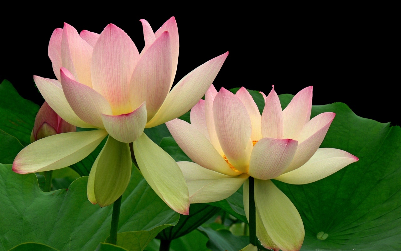 Два цветка розового лотоса на черном фоне с зелеными листьями