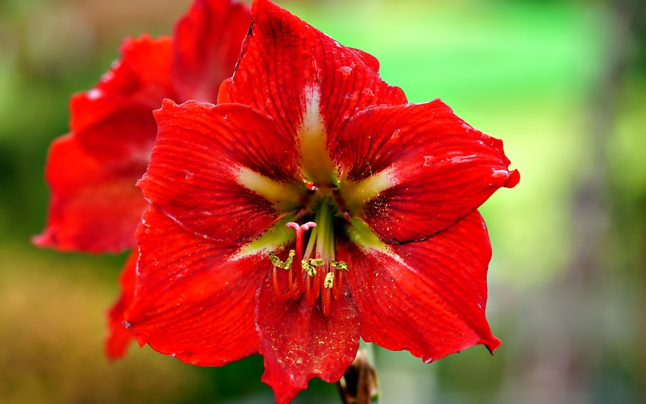 Два красных комнатных цветка амариллиса