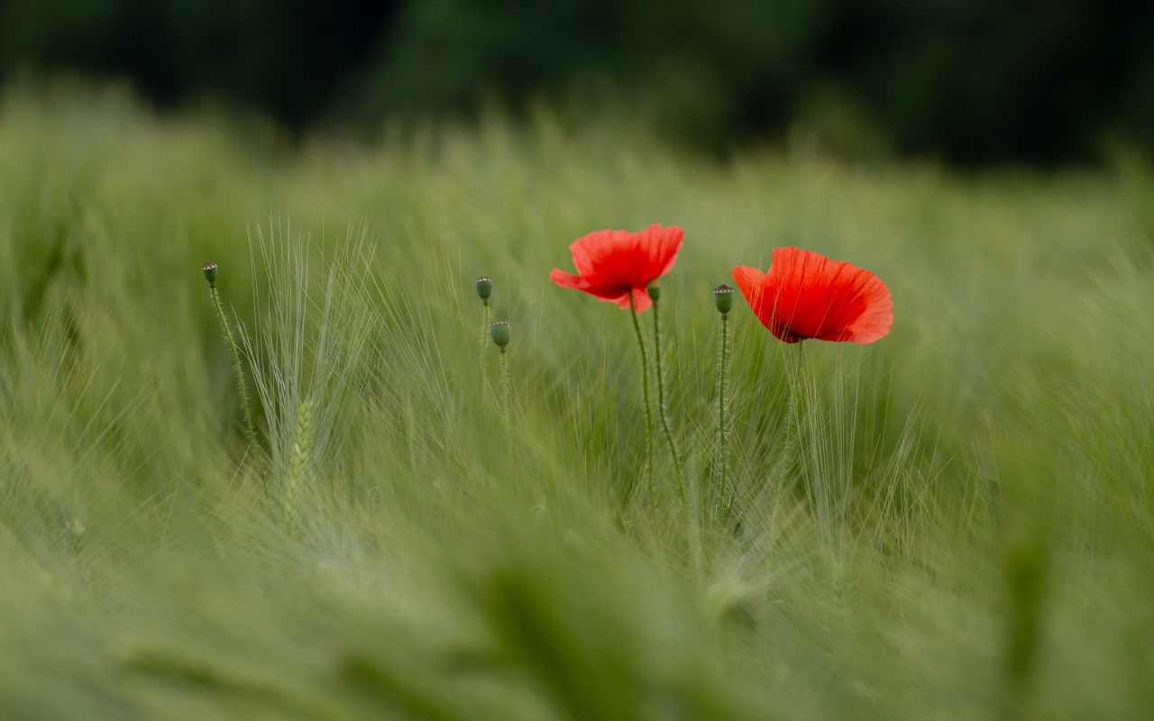 Два красных мака в зеленой пшенице