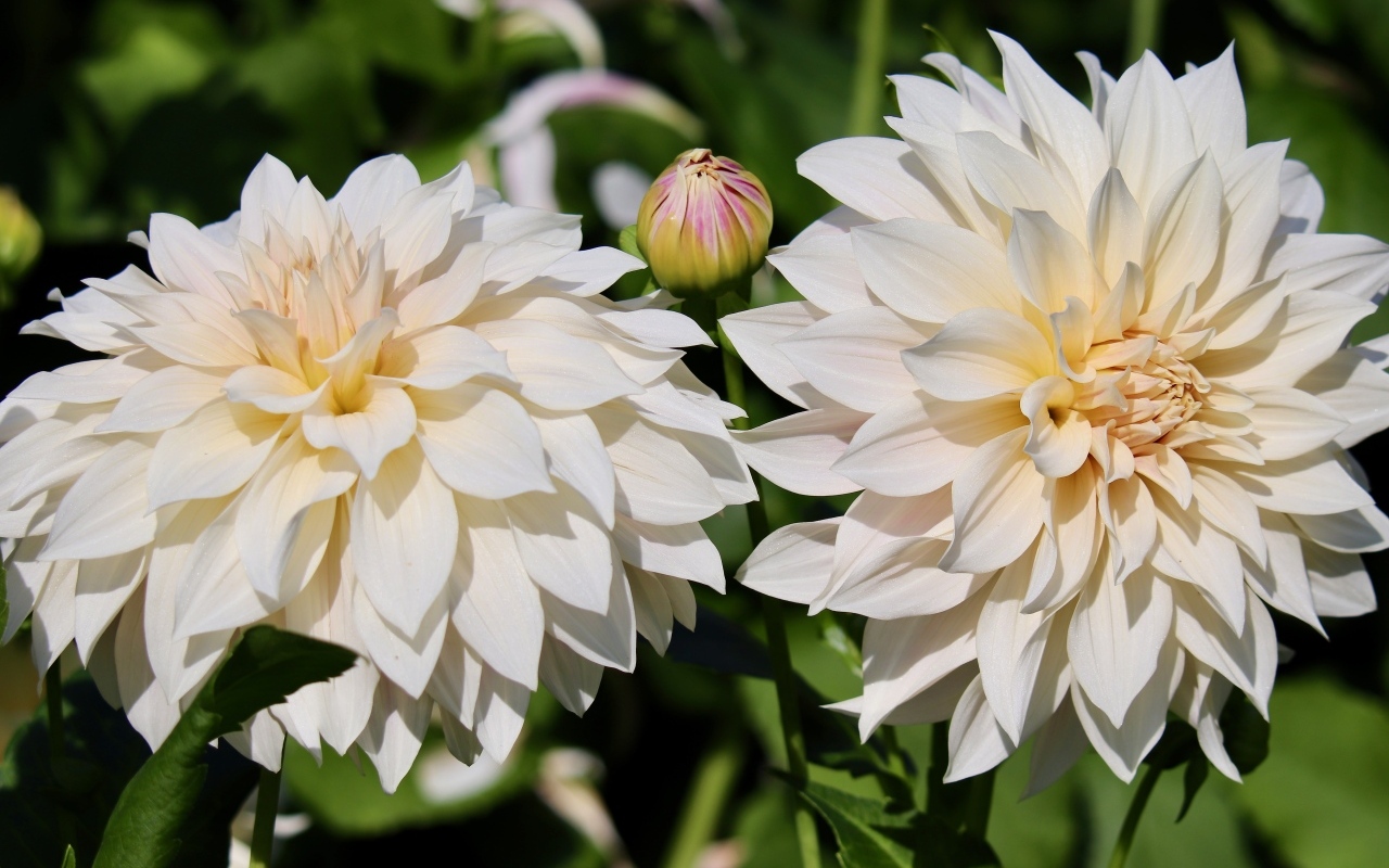 Два белых цветка георгина с бутонами крупным планом