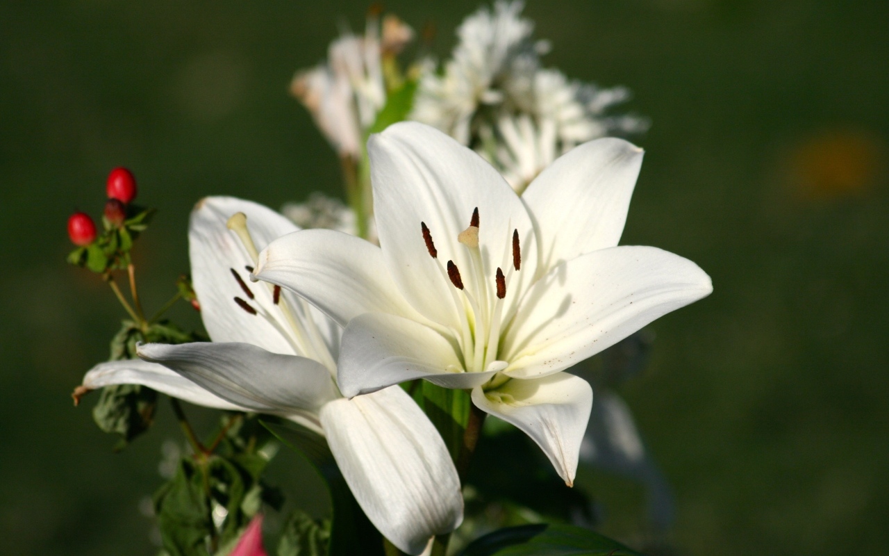 Две белые лилии крупным планом на клумбе