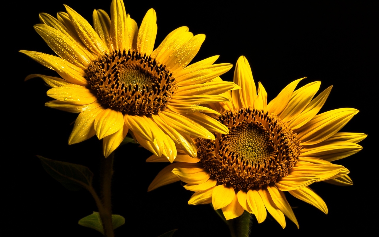 Два желтых подсолнуха на черном фоне