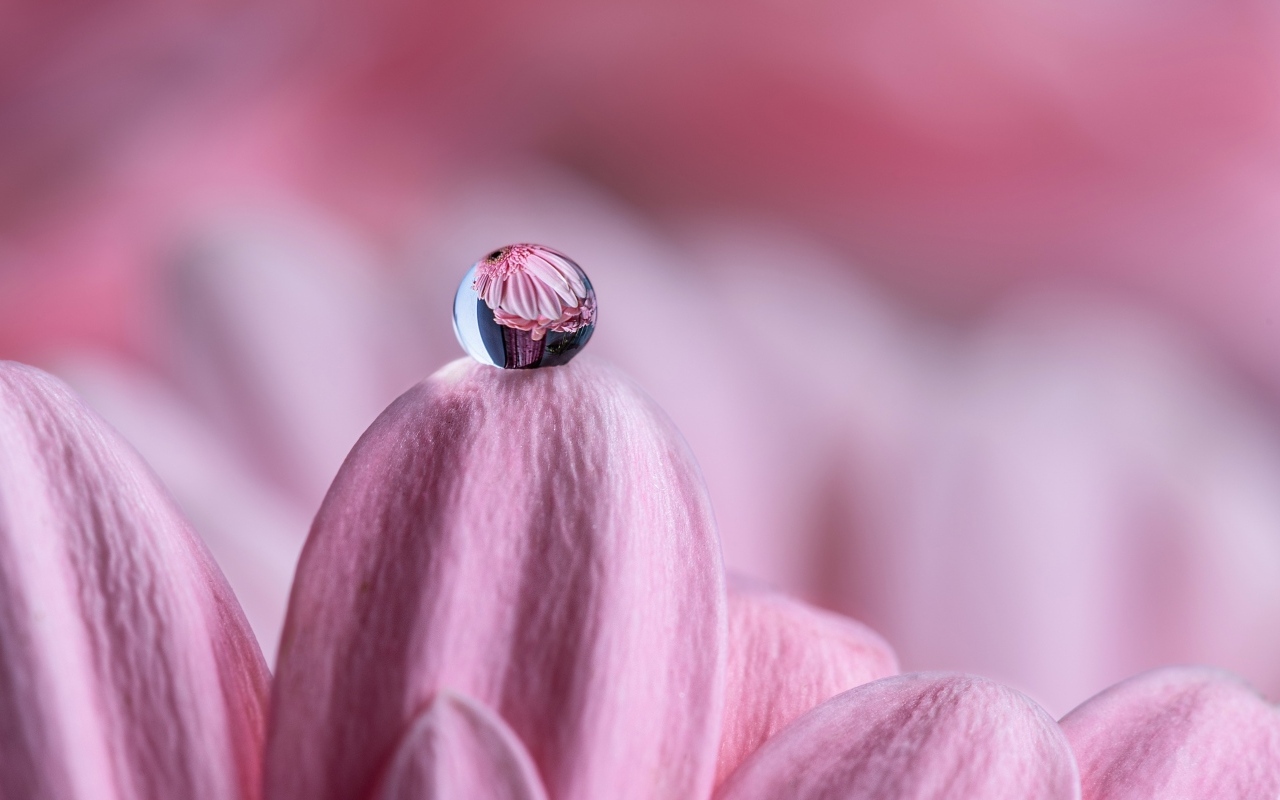 Капля воды на розовом лепестке