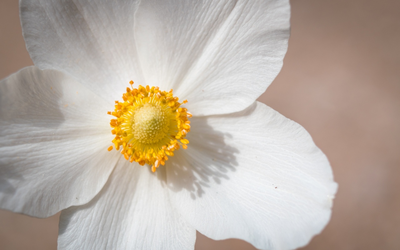 Белый цветок анемоны крупным планом