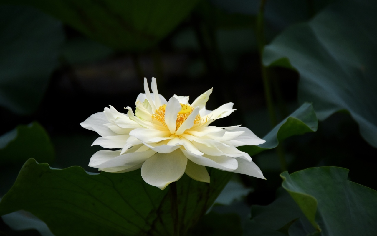 Белый распустившийся цветок лотоса с зелеными листьями