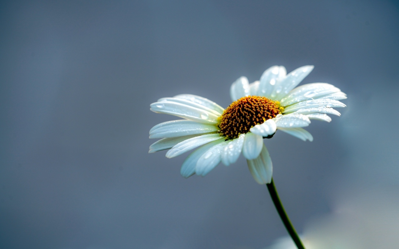 Белый цветок ромашки на сером фоне