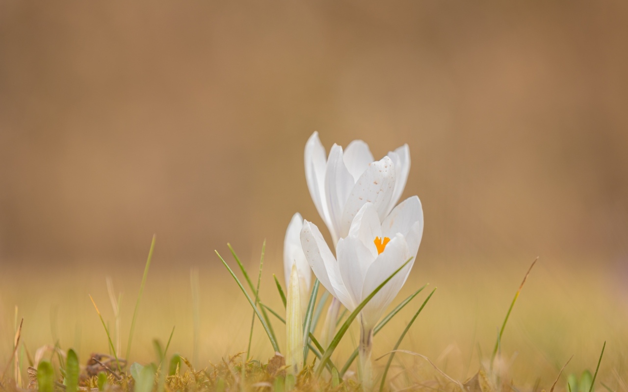 Белые крокусы на холодной земле весной