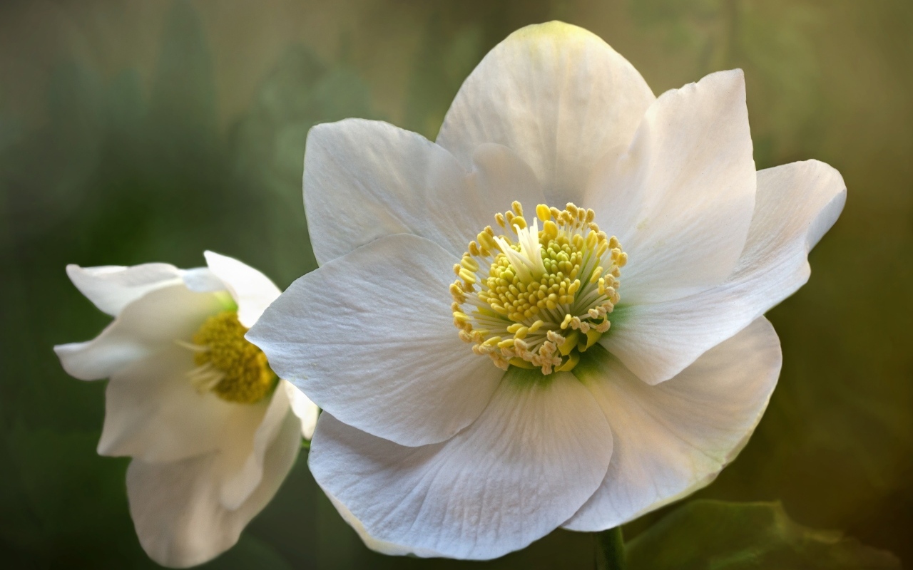 Белые нежные цветы морозника крупным планом 