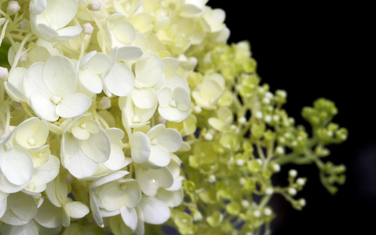 Белые нежные цветы гортензия крупным планом