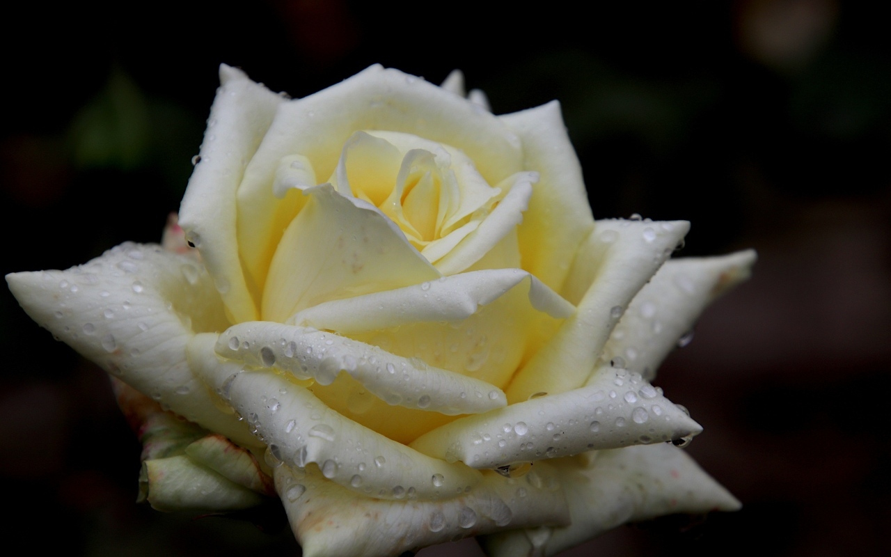 Белая нежная роза с росой на лепестках